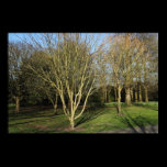 Park Landscape in Early Spring posters