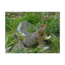 Parkee Squirrel, Unalaska Island Post Cards