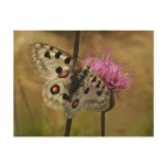 Parnassius apollo postcard