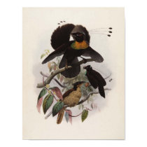 Parotia sexpennis - Six-shafted Bird Of Paradise posters