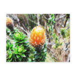 Parque Las Cajas, Ecuador Postcards