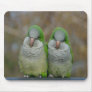 Parrolettes Mousepad