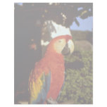 Parrot, Bermuda Customized Letterhead