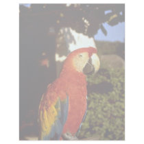 Parrot, Bermuda Customized Letterhead