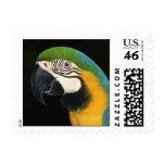 Parrot   bird postage stamp