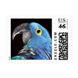 Parrot   bird postage stamp