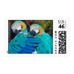 Parrot   bird postage stamp