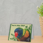Parrot Birthday Card