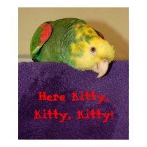 Parrot calling kitty. posters by patdix Parrot calling kitty. posters