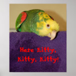 Parrot calling kitty. posters
