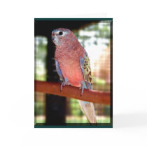 Parrot Cards