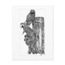 Parrot Chat Postcard