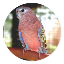 Parrot envelope seals round sticker