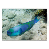 Parrot Fish cards by HLBeach Parrot Fish cards