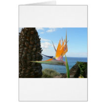 parrot-flower greeting cards