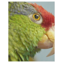 parrot custom flyer