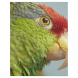 parrot flyers