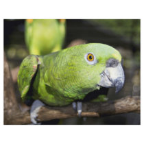 Parrot Flyer Design