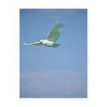 Parrot Flying Postcards