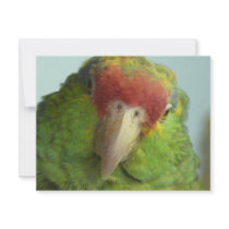 parrot front view personalized invitations