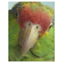 parrot front view letterhead by pinkypetals parrot front view letterhead