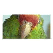 parrot front view photo cards