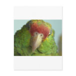 parrot front view post cards