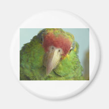 parrot front view refrigerator magnets