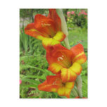 Parrot Gladiolas Postcards