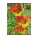 Parrot Gladiolas postcards