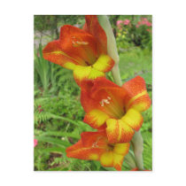 Parrot Gladiolas postcards