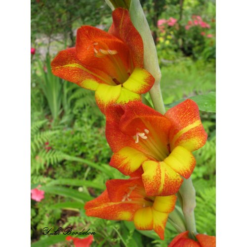 Parrot Gladiolas print