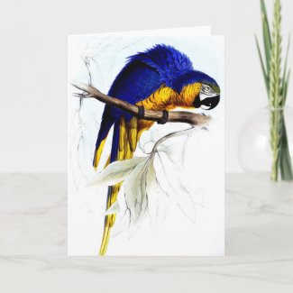 Parrot Greeting Card card