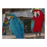 Parrot Greeting Card cards
