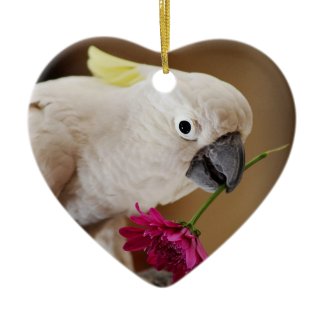 Parrot he loves me
