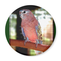 parrot magnet