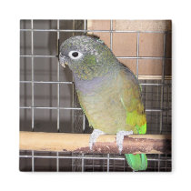 Parrot magnets by Tabby31 Parrot magnets