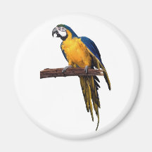 PARROT MAGNET
