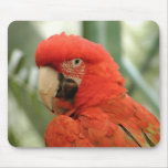 Parrot Mousepad