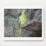 parrot mouse pads