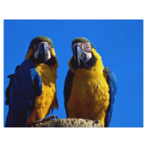 Parrot pair custom flyer