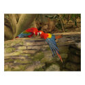 Parrot Pair posters