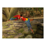 Parrot Pair