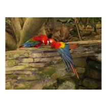 Parrot Pair posters
