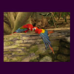 Parrot Pair