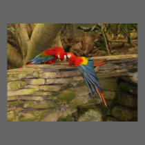 Parrot Pair posters
