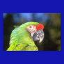 Parrot Photo