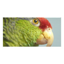 parrot photo cards