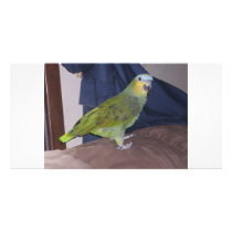 Parrot photo cards