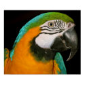 Parrot Portrait posters by beverlytazangel Parrot Portrait posters